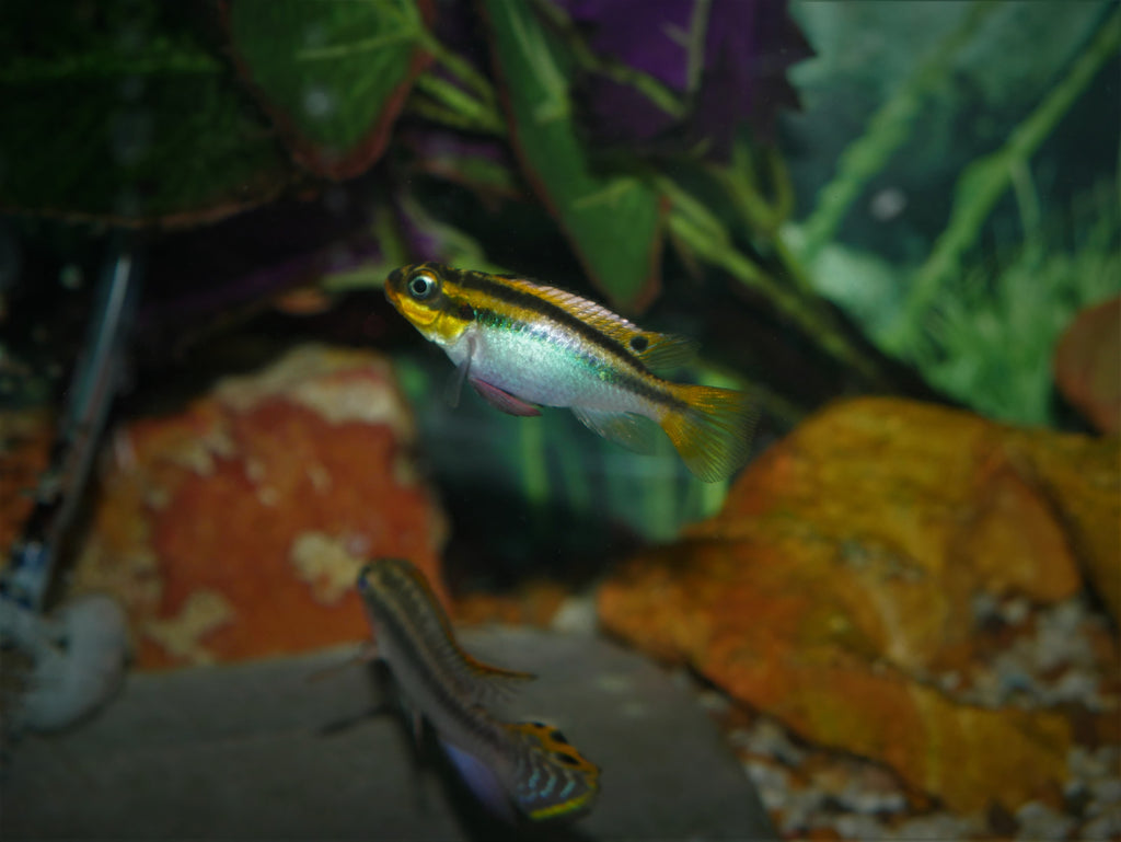 Pair Pelvichromis taeniatus "Nigeria Red"