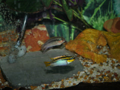 Pair Pelvichromis taeniatus "Nigeria Red"