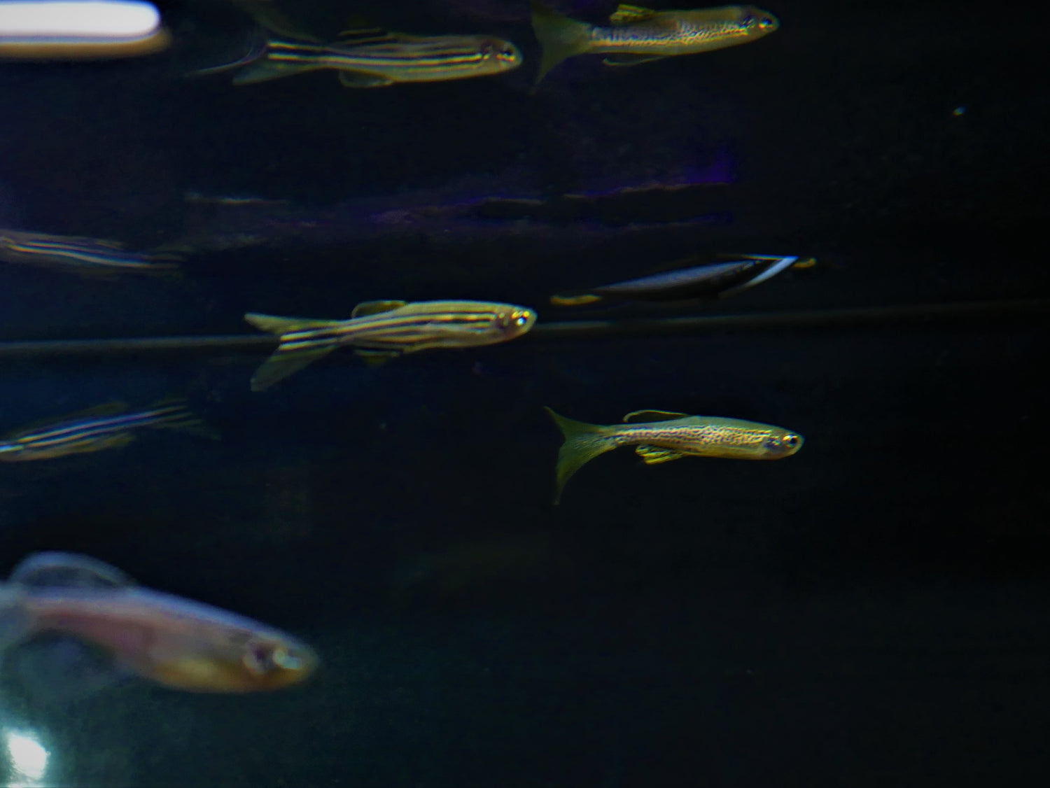Gold Longfin Zebra Danio