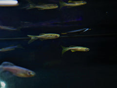 Gold Longfin Zebra Danio