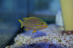 Polleni Grouper