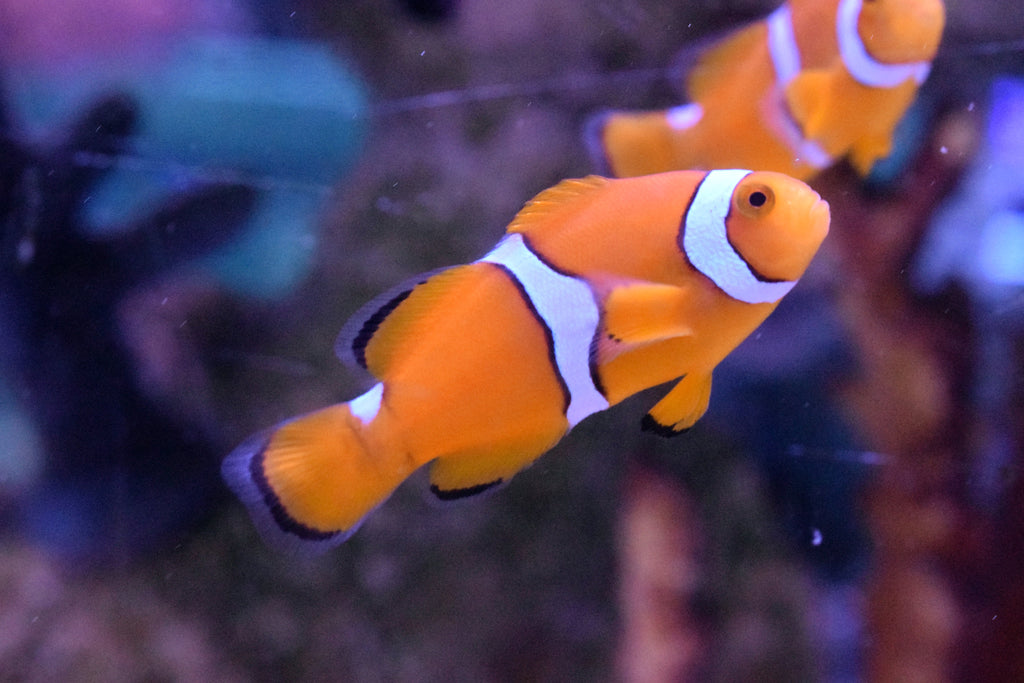 Percula Clownfish