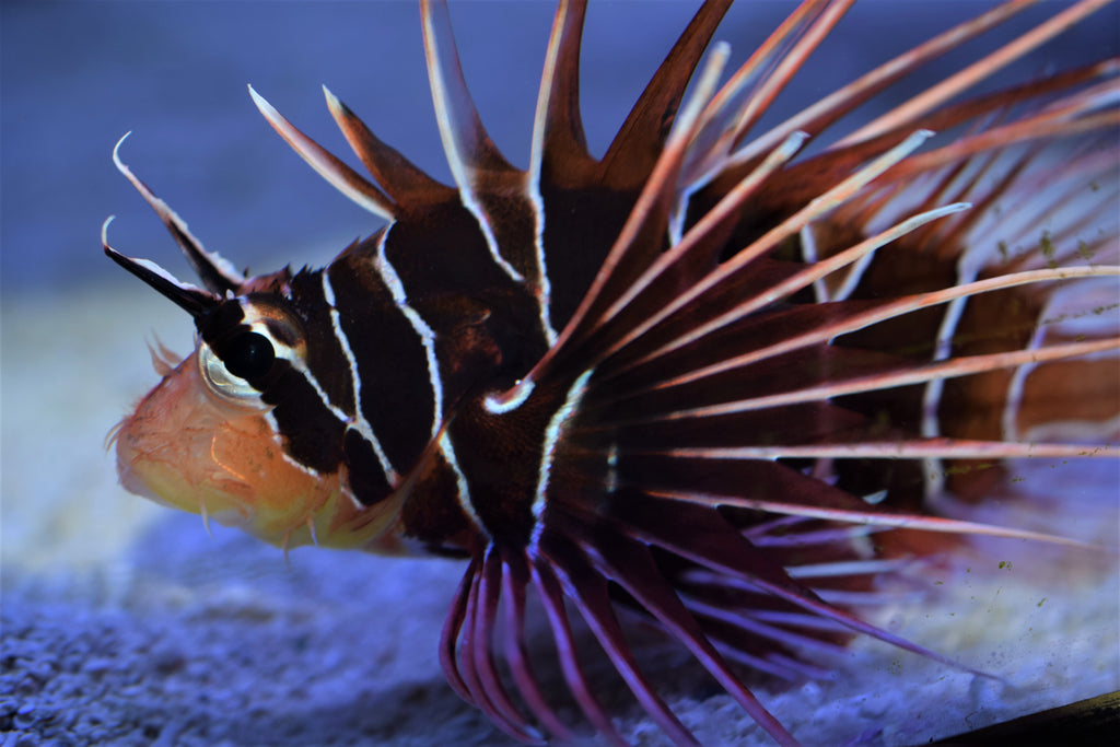 Radiata Lion Fish