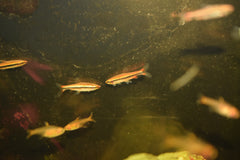 Red Beckford's Pencil