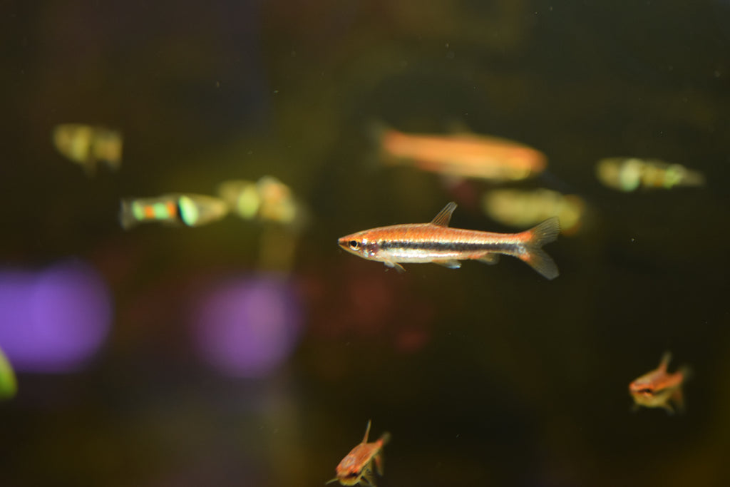 Red Beckford's Pencil