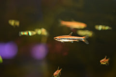 Red Beckford's Pencil