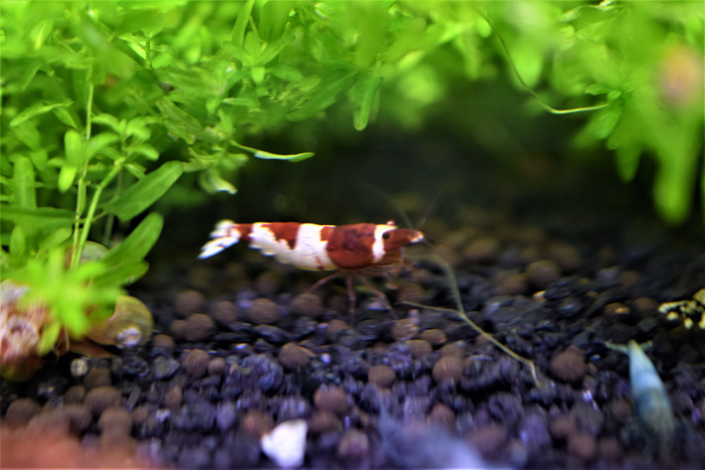 Red Crystal Shrimp