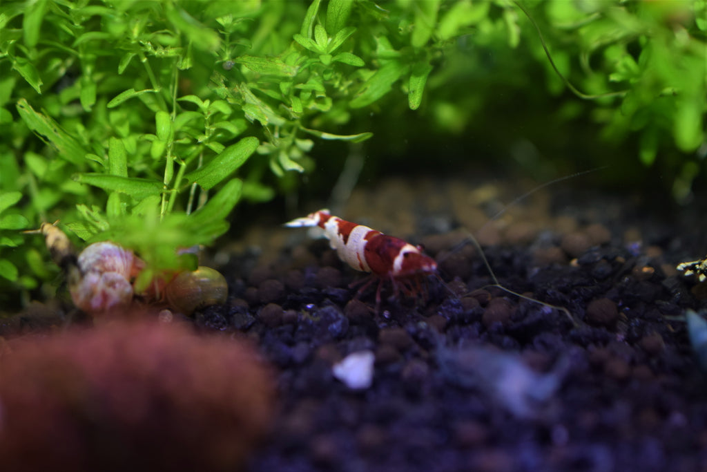 Red Crystal Shrimp
