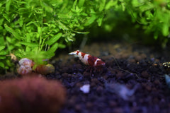 Red Crystal Shrimp