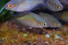 Red Dragon Rainbow
