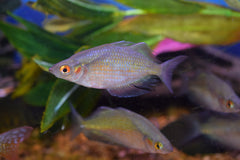 Red Dragon Rainbow