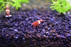 Red King Kong Shrimp