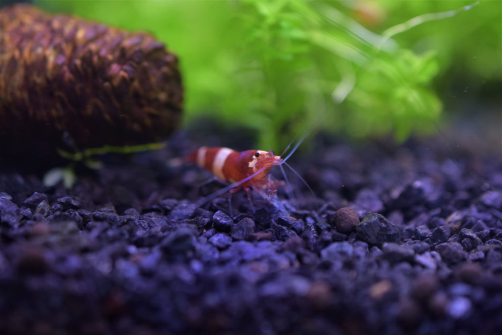 Red King Kong Shrimp