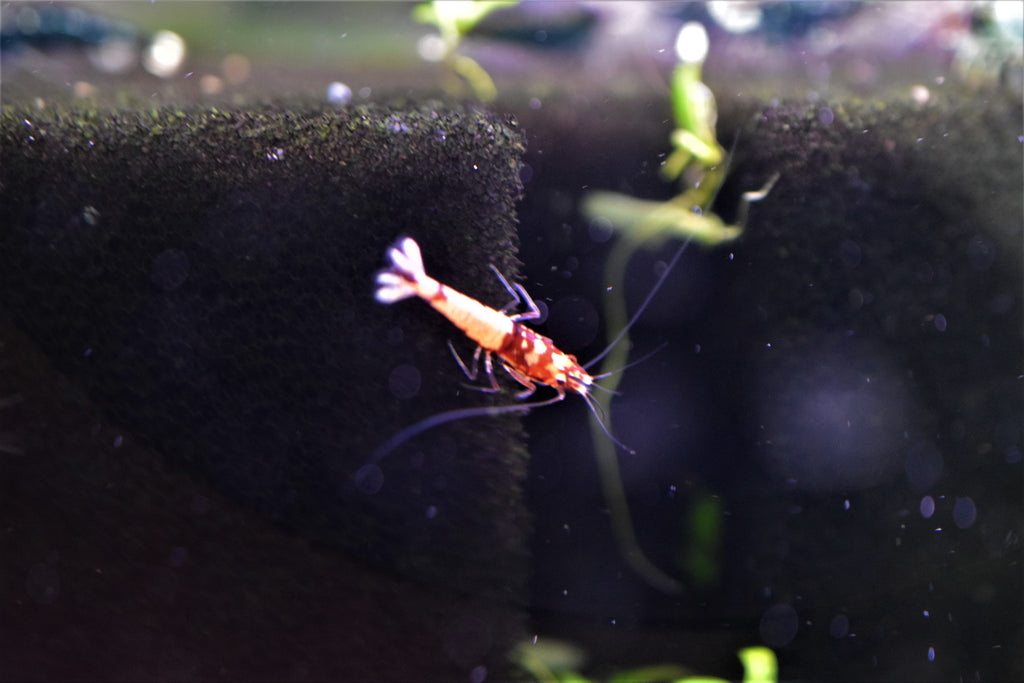 Red Pinto Shrimp