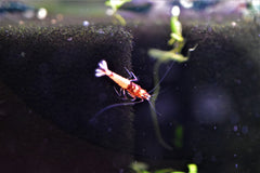 Red Pinto Shrimp