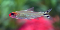 Rummynose Tetra
