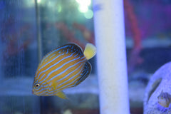 Septentrionalis Angel