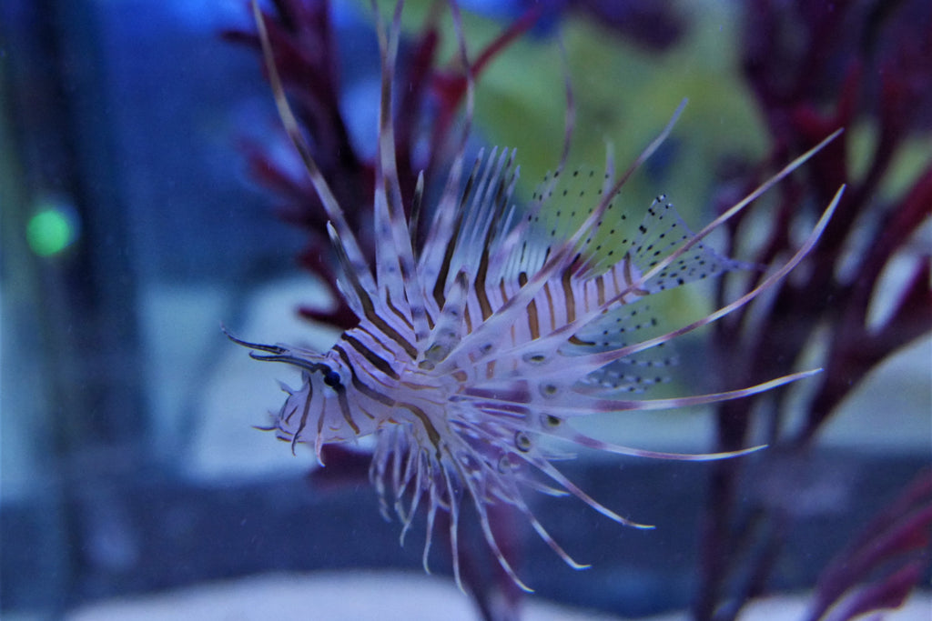 Volitan Lionfish
