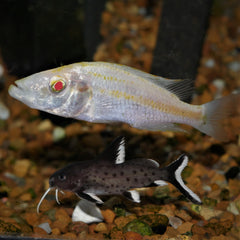Synodontis granulosus