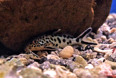 Synodontis multipunctatus