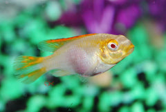 Albino Kribensis Cichlid