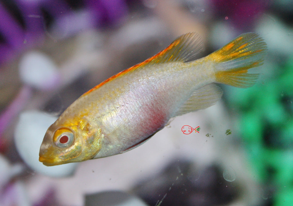 Albino Kribensis Cichlid