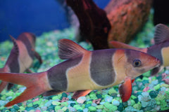 Clown Loach (Tiger Botia)