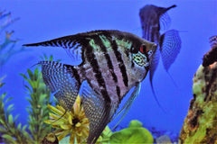 Zebra Lace Angelfish