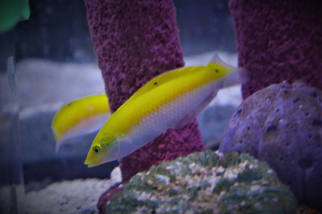 Yellow Coris Wrasse