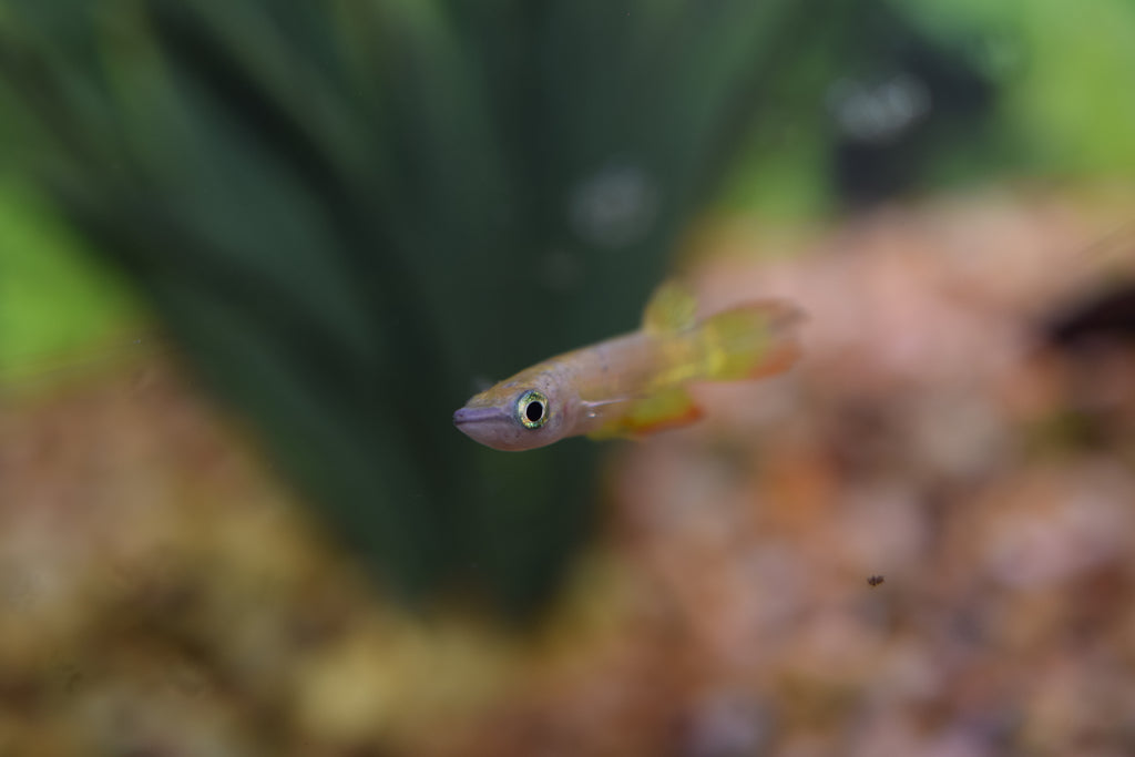 Yellow Panchax Killifish Pair