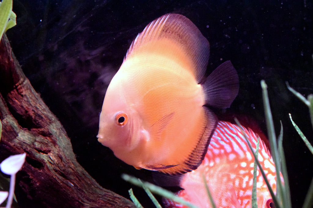 Yellow Marlboro Discus