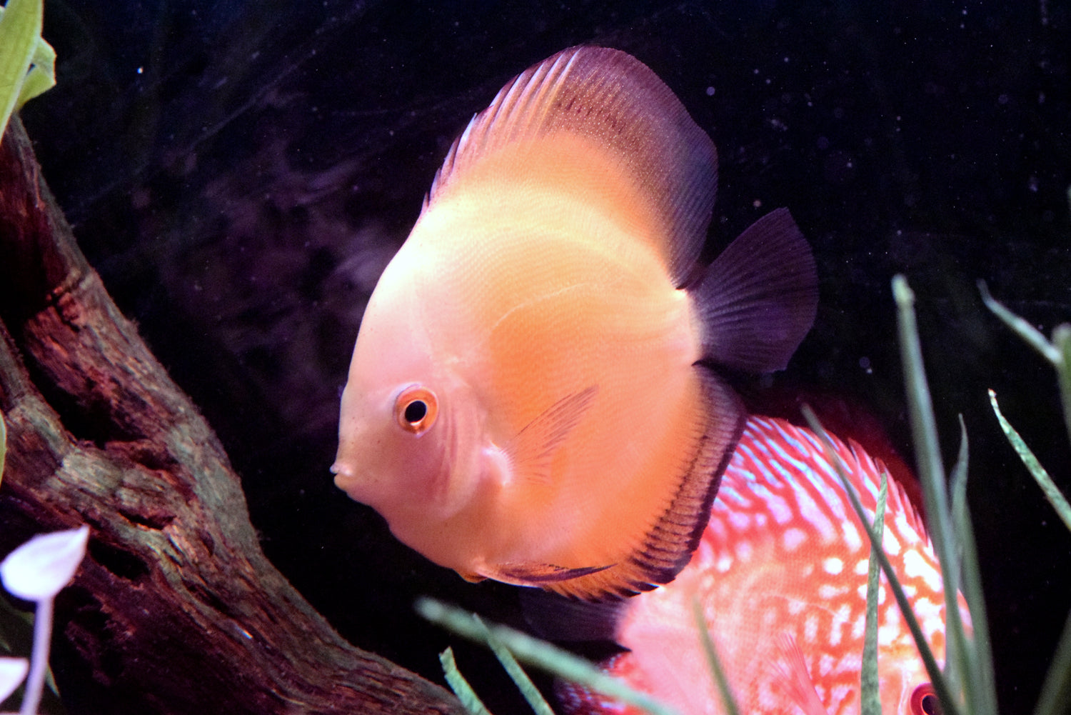 Yellow Marlboro Discus