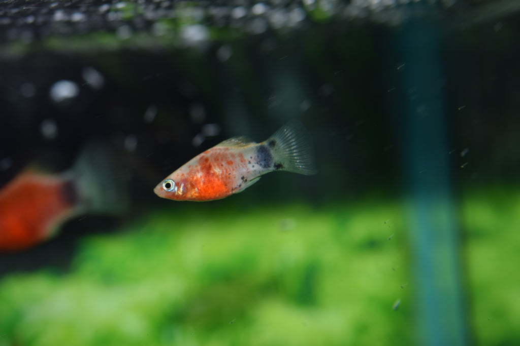 Red Zebra Platy