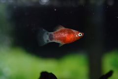 Red Zebra Platy