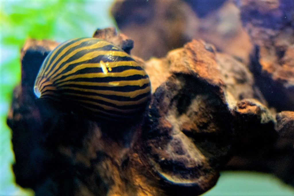 Zebra Nerite Snail