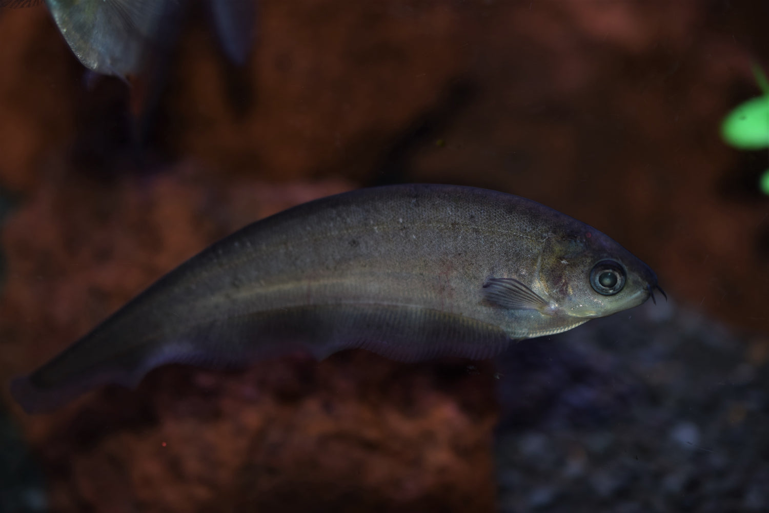 African Knife Fish