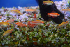 Albino Cherry Barbs