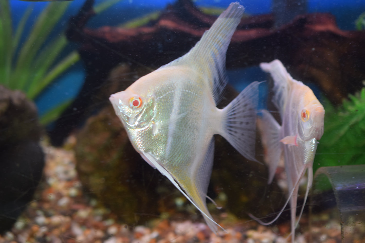 Albino Dantum Angel