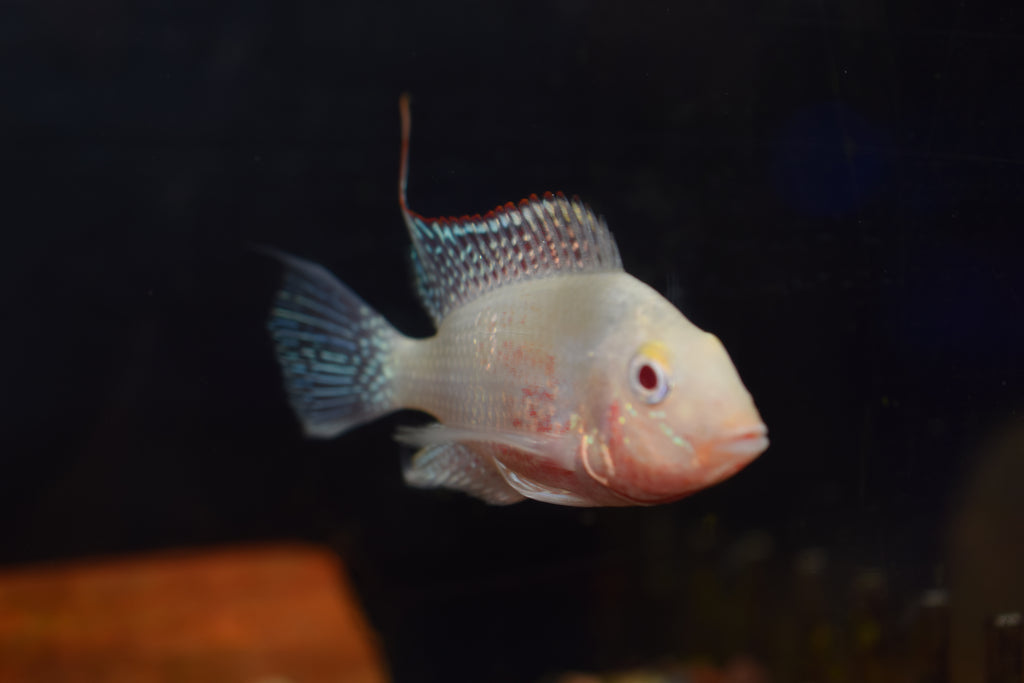 Albino Firemouth Cichlid