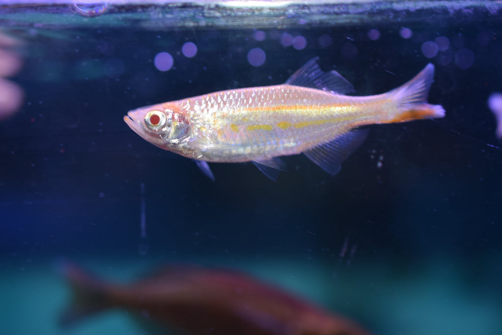 Albino Giant Danio
