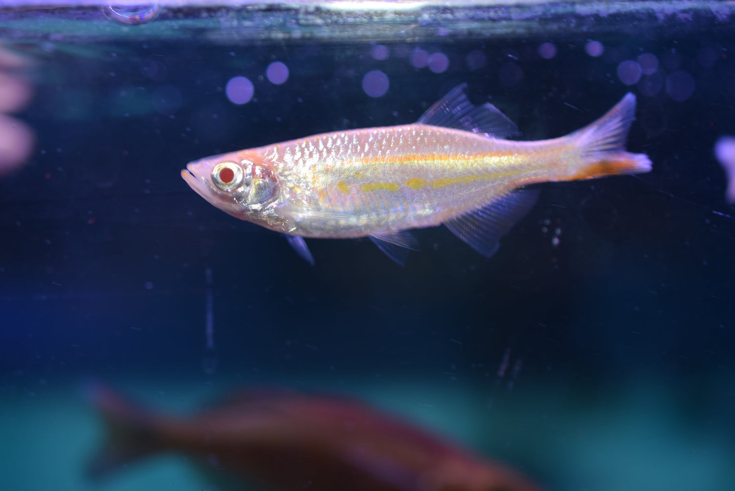 Albino Giant Danio