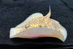 Albino Pearl Stingray (Female)
