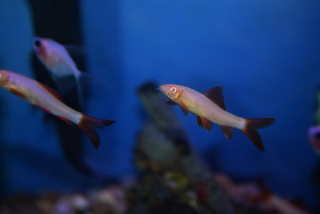 Albino Rainbow Shark