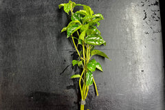 Aluminum Plant (Terrestrial)