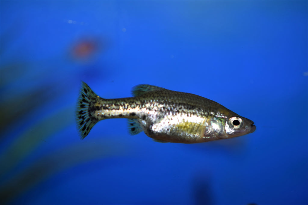 Ameca Splendens (Butterfly Goodeid)