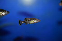 Ameca Splendens (Butterfly Goodeid)