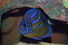 Annularis Angel