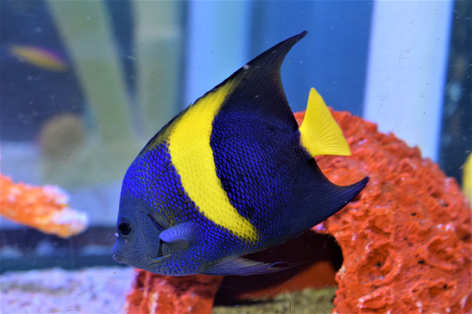 Asfur Angelfish