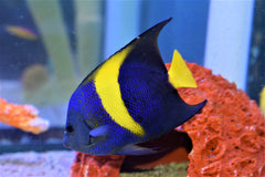 Asfur Angelfish