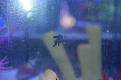 Blue Assessor Basslet